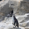 Marineland - Pingouins - 004